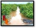 En Hopelchén, más de 180 hectáreas de cultivos en Ich- Ek están en riesgo de perderse por las inundaciones. 